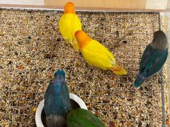 -帕帕拉兹宠物(亚洲旗舰店)