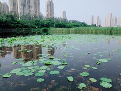 -前关湿地公园