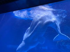 -海合安武汉极地海洋公园