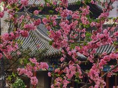 -文瀛公园