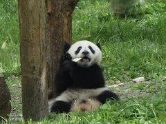 -卧龙中华大熊猫苑神树坪基地