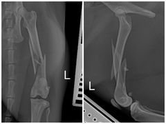 -东莞宠友24H宠物中心医院·转诊夜诊·异宠(新河北路院)