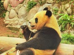 -中国大熊猫保护研究中心雅安碧峰峡基地