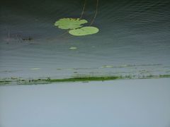 android_upload_pic-焦岗湖旅游度假区
