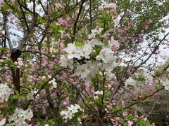 -高东镇樱花园