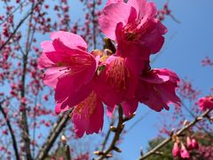 -顾村公园
