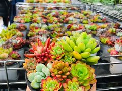 -鹿岛会员店 (龙湖三千集天街店)