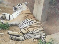 -大连森林动物园