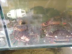 -四海蒸鲜蒸汽海鲜自助(北戴河店)