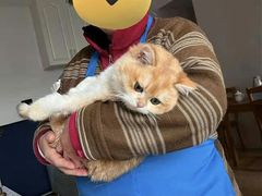 -东方名猫馆·英短金渐层布偶猫舍(环线广场1号楼店)