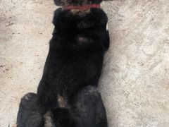 -柴犬高等学院·狗咖·柴犬售卖·宠物训练