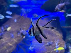 -上海海洋水族馆