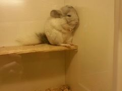 -龙猫仔乐园(惠福东路店)