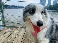 -长白岛森林公园