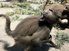 -国家自然博物馆