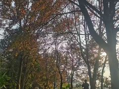 -广州市石门国家森林公园