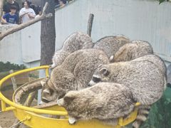 -西霞口神雕山野生动物世界