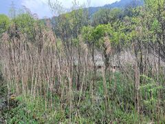 -西湖风景区-江洋畈生态公园