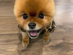 -派多格宠物(御景湾店)