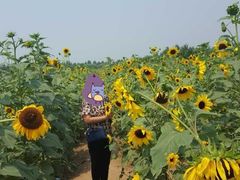 -北京东方普罗旺斯薰衣草庄园