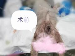 -瑞派申生动物医院·24H夜诊·国际动物医疗中心·骨外科(吴中路店)