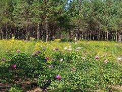 -塞罕坝国家级自然保护区