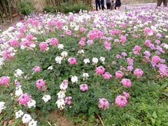 -天适樱花悠乐园