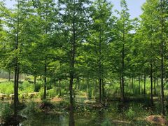 -微山湖红荷湿地景区