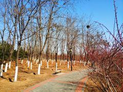 -永定河休闲森林公园