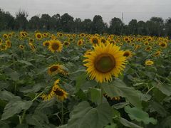-武汉紫薇都市田园