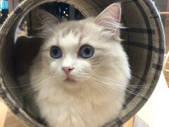 -瞄一喵猫咖(格力海岸店)