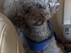 -爱宠屋pet shop·宠物洗澡·宠物美容