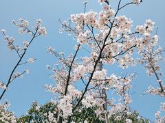 -贡湖湾湿地公园