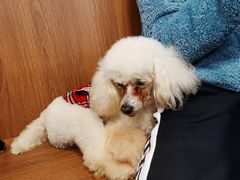 -柯斗斗主题餐厅·狗咖·围炉煮茶·茶饮(国瑞升平里店)