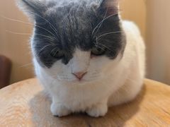 -MOCHA明星猫咖(田子坊店)