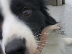 -心仪动物医院·牙专科·肿瘤·心脏科(西客站院)