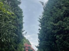 -安宁市宁湖森林公园
