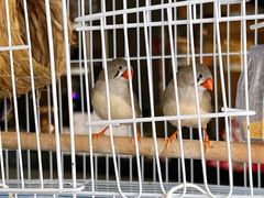 -百好乐宠物友好餐厅(朝外大街店)