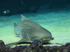 -悉尼海洋生物水族馆