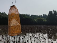 -大湾区中央湿地公园