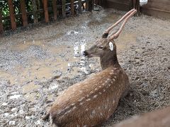 -野象谷景区