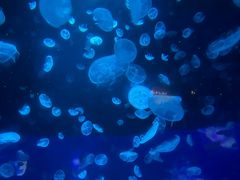 -江和美海洋公园