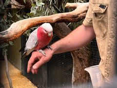 -费瑟代尔野生动物园