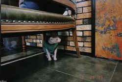 -京都墨客刺青