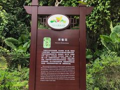 禾雀花-清溪森林公园