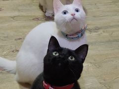 -中农大我爱我爱动物医院·核磁CT·猫病·24小时夜诊中心(石佛营店)