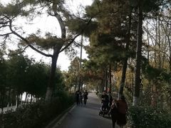 -合肥滨湖国家森林公园