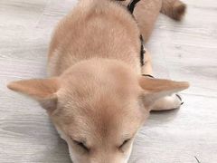 -浣熊柯尔鸭土拨鼠·电玩咖
