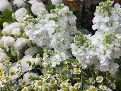 -亭亭鲜花店(中山北路店)