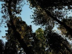 -中国科学院华南植物园